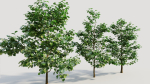 Corylus avellana b