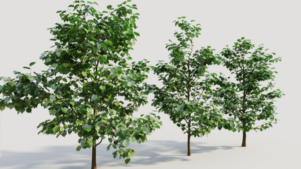 Corylus avellana b