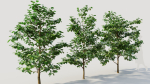 Corylus avellana b