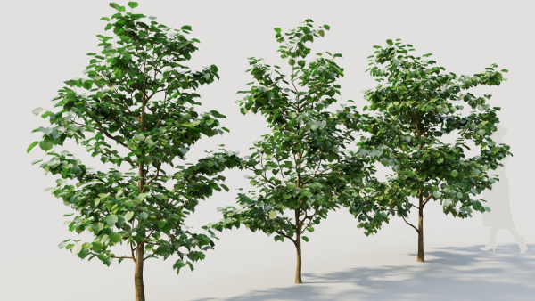 Corylus avellana b