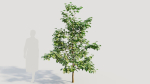 Corylus avellana b