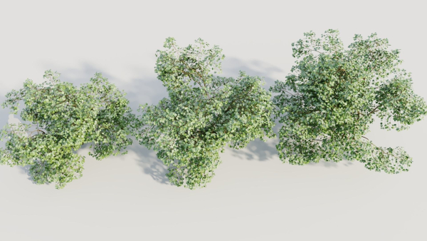 Corylus avellana c