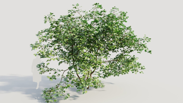 Corylus avellana c