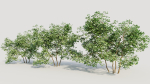 Corylus avellana c