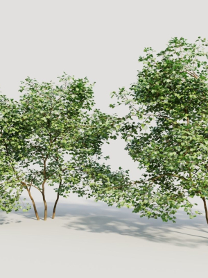 corylus-avellana-c-3d-model-3495e35957