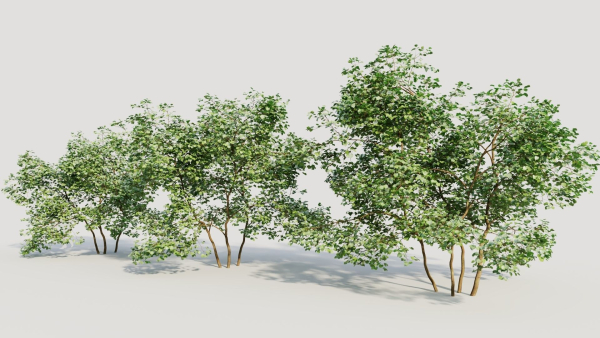 Corylus avellana c
