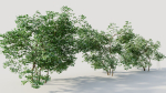 Corylus avellana c