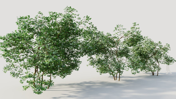 Corylus avellana c