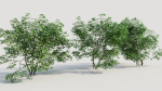 Corylus avellana c