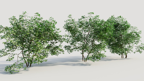 Corylus avellana c