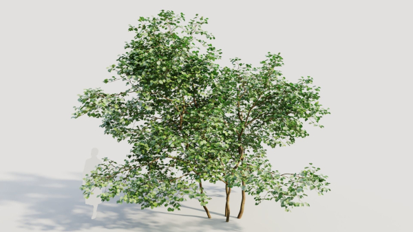 Corylus avellana c