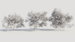 Corylus avellana c