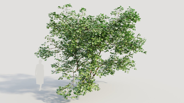 Corylus avellana c