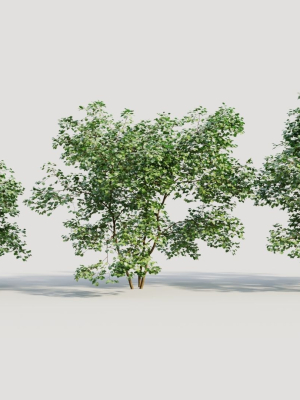 Corylus avellana c