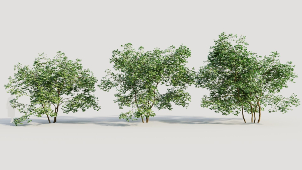 Corylus avellana c