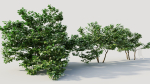 Corylus avellana d