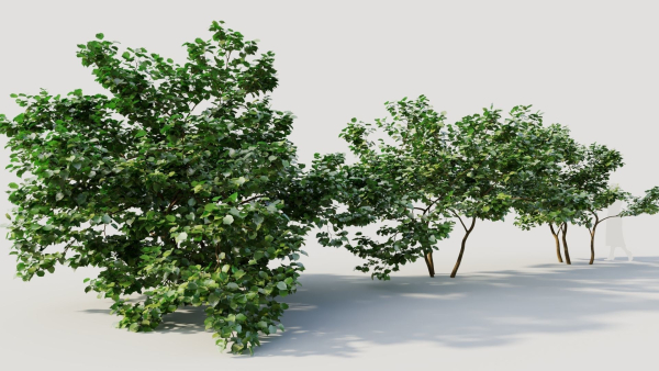 Corylus avellana d