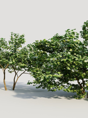 corylus-avellana-d-3d-model-0ad8d9f6a6