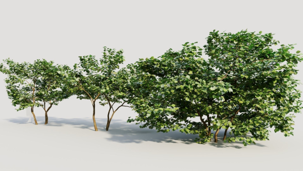 Corylus avellana d