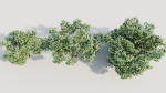 Corylus avellana d