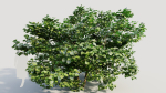 Corylus avellana d