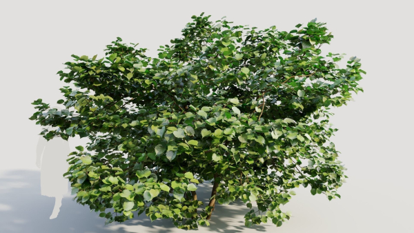 Corylus avellana d