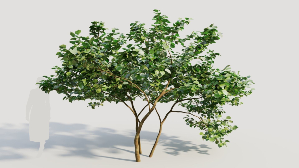 Corylus avellana d