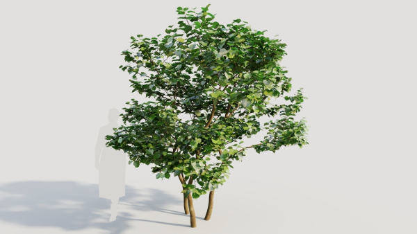 Corylus avellana d