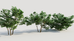 Corylus avellana d