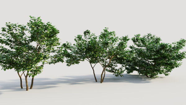 Corylus avellana d