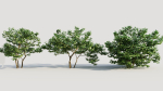 Corylus avellana d
