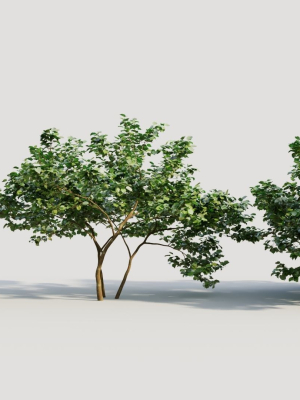 Corylus avellana d