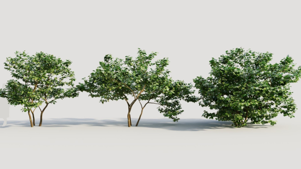 Corylus avellana d