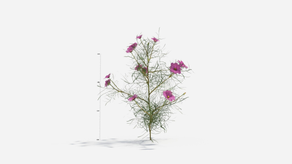 Cosmos bipinnatus-1