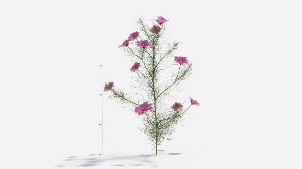 Cosmos bipinnatus-1
