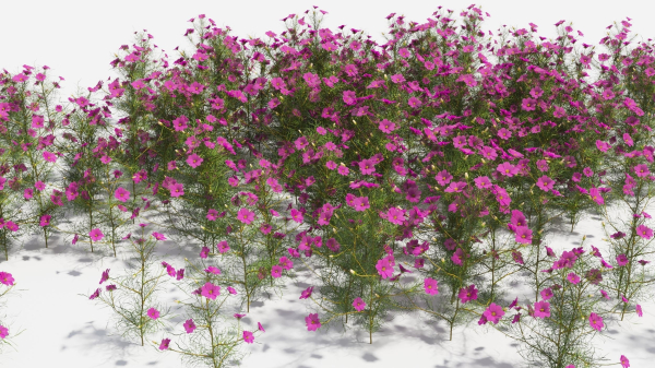 Cosmos bipinnatus-1