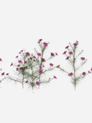 Cosmos bipinnatus-1
