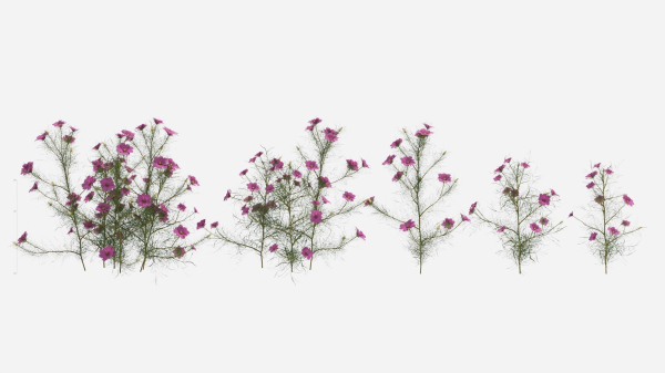 Cosmos bipinnatus-1
