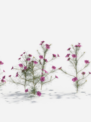 cosmos-bipinnatus-1-3d-model-7da55fa941