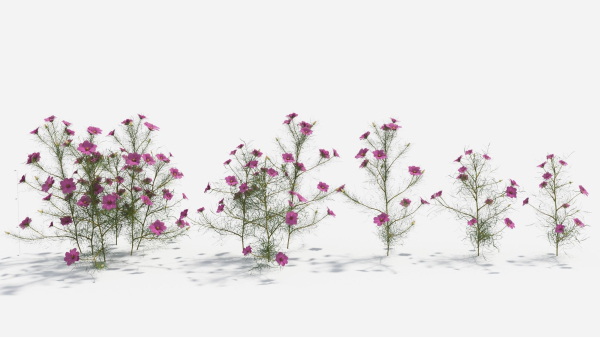 Cosmos bipinnatus-1