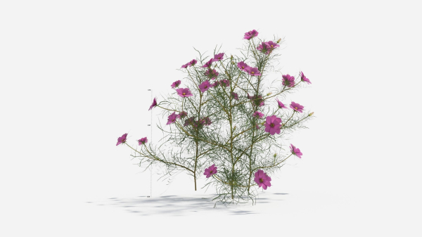 Cosmos bipinnatus-1