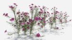 Cosmos bipinnatus-1