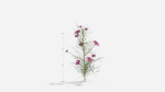 Cosmos bipinnatus-1