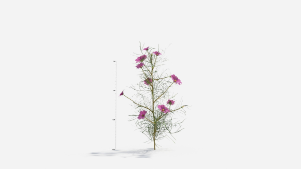 Cosmos bipinnatus-1