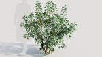 Cotinus coggygria a
