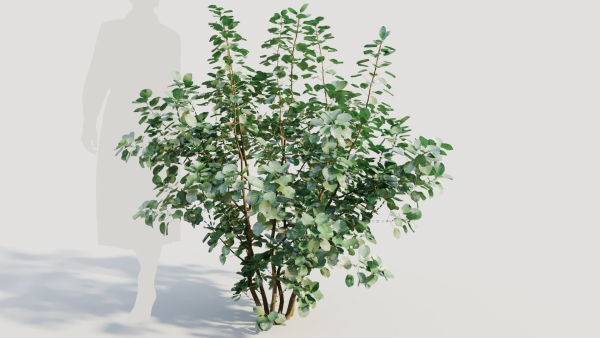 Cotinus coggygria a