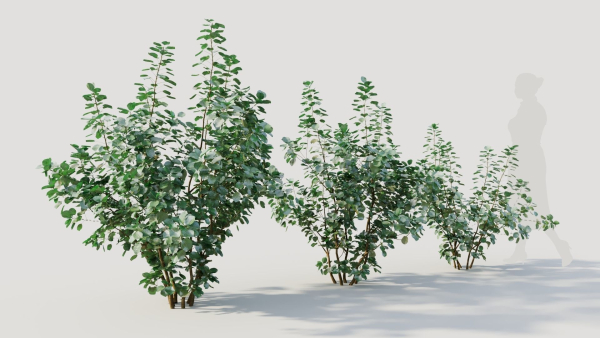 Cotinus coggygria a