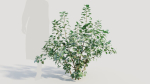 Cotinus coggygria a