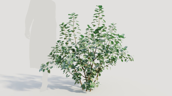 Cotinus coggygria a