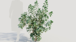 Cotinus coggygria a
